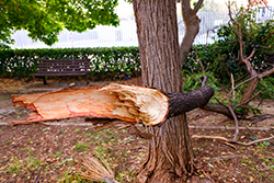 Tree with broken branch needs tree service in Smithville